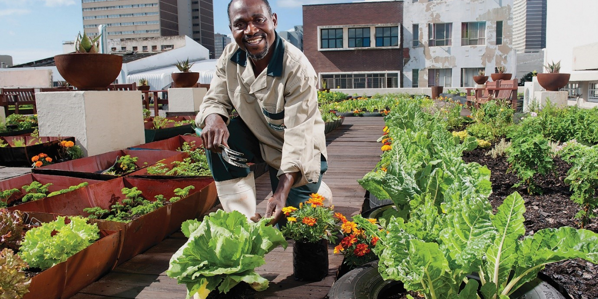 a farmer on a rooftop garden pioneered by Durban city council